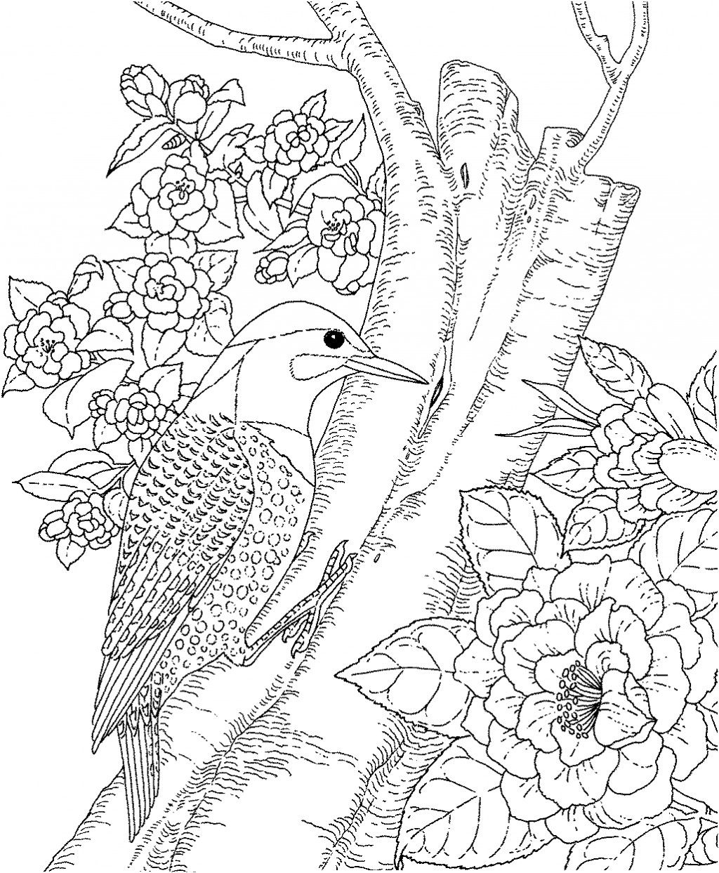 1024x1243 Backyard Animals And Nature Coloring Books Free Coloring Pages