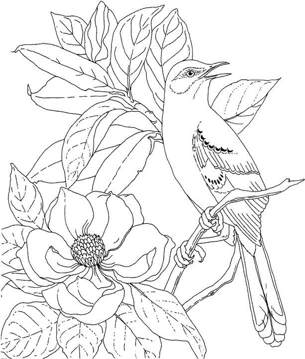 613x720 Mississippi Mockingbird Coloring Page Purple Kitty Coloring