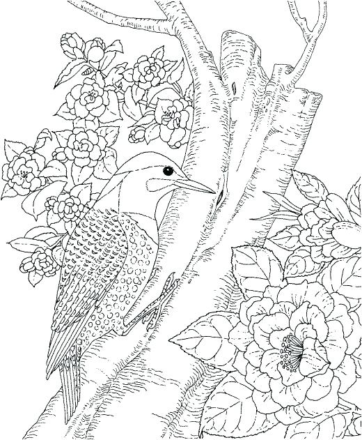520x631 Free Printable Nature Coloring Pages