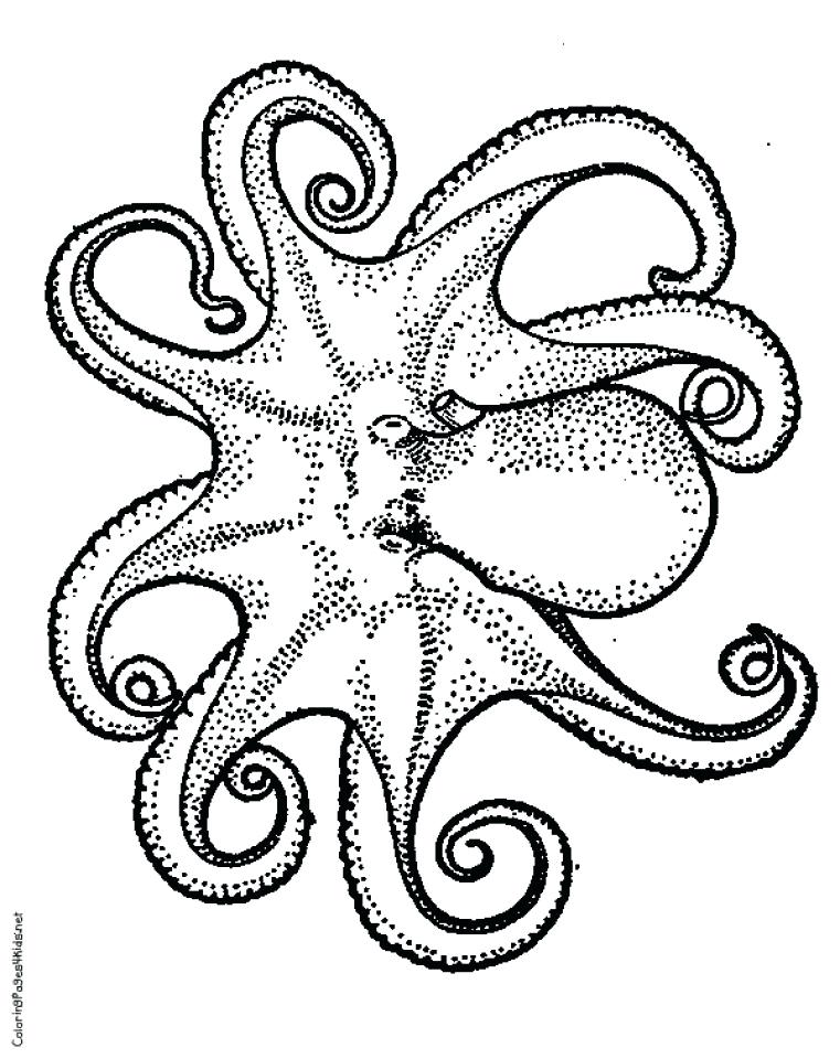 Coloring Pages Of Octopus Color Page 761x960 Coloring Pages Of Octopus Color Page