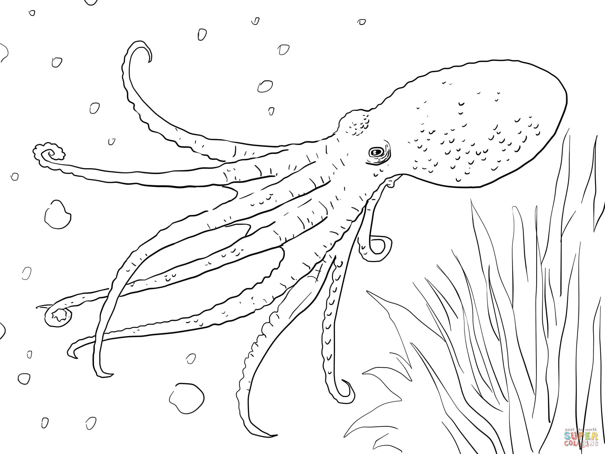 Printable Octopus Coloring Pages Cartoon Free Animals For Adults 2048x1536 Printable Octopus Coloring Pages Cartoon Free Animals For Adults