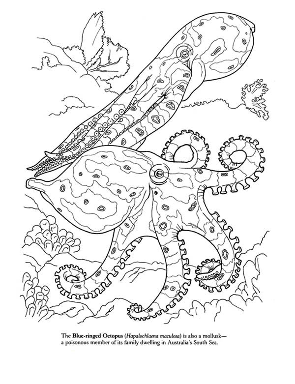Blue Octopus Coloring Page 600x781 Blue Octopus Coloring Page