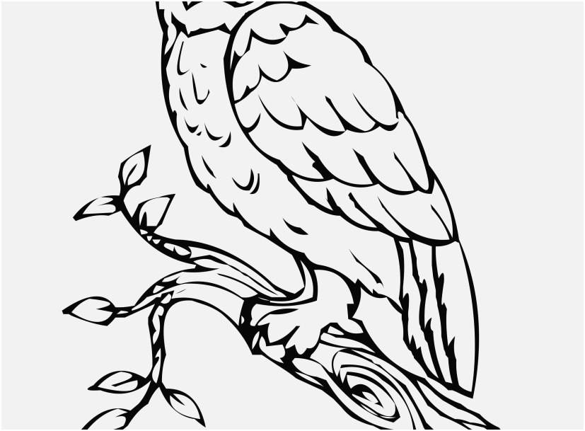 827x609 The Superior Pictures Printable Owl Coloring Pages Most Efficient