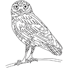 230x230 Top 25 Free Printable Owl Coloring Pages Online