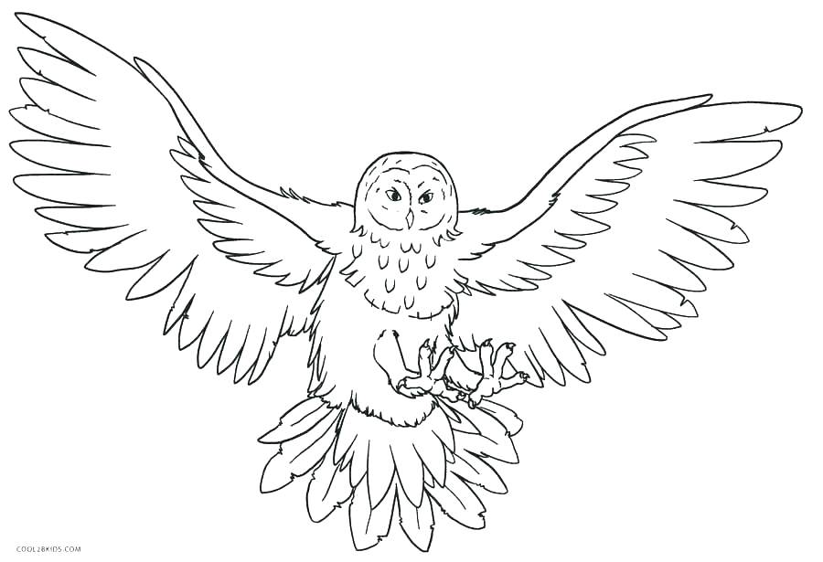 900x615 Free Owl Coloring Pages Owl Coloring Book Also Owl Coloring Images