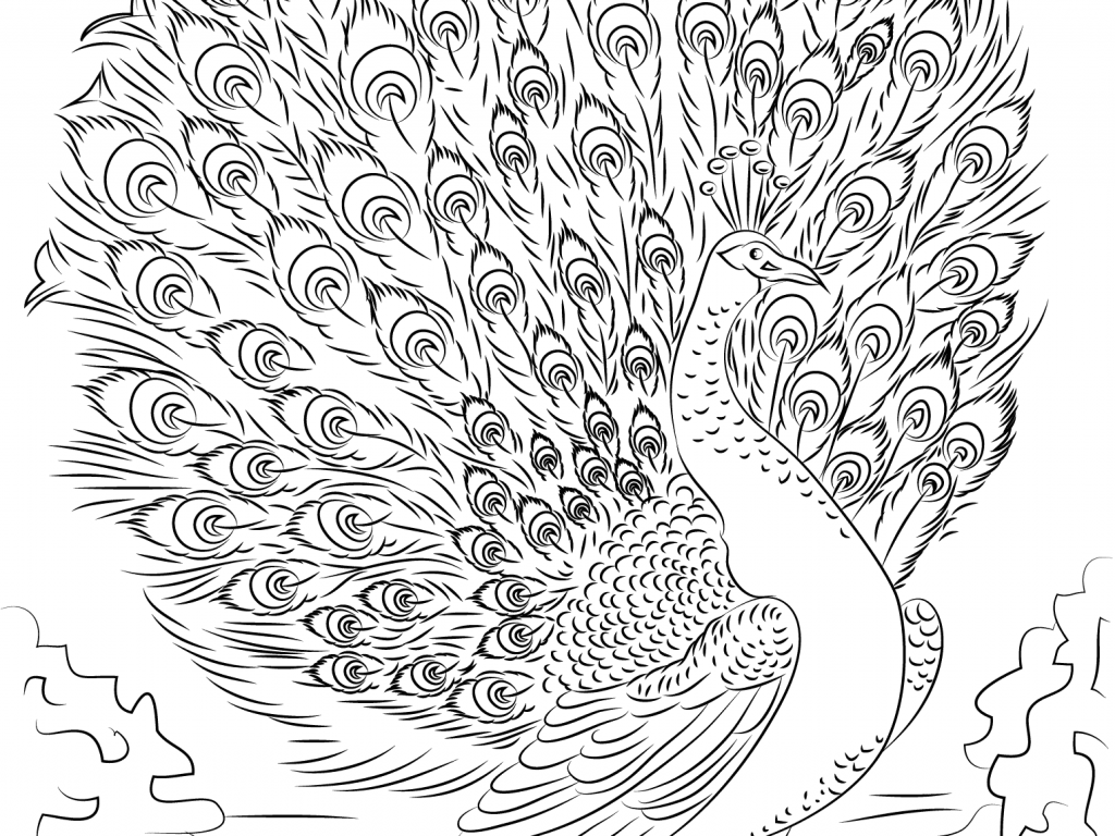 Informative Advanced Peacock Coloring Pages Gr 1024x768 Informative Advanced Peacock Coloring Pages Gr