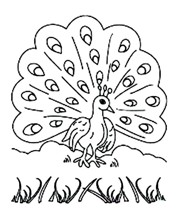 Free Printable Peacock Coloring Pages at GetColorings.com | Free ...