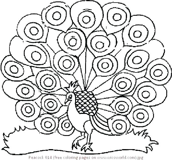 Peacock Coloring Pages For Adults 600x559 Peacock Coloring Pages For Adults