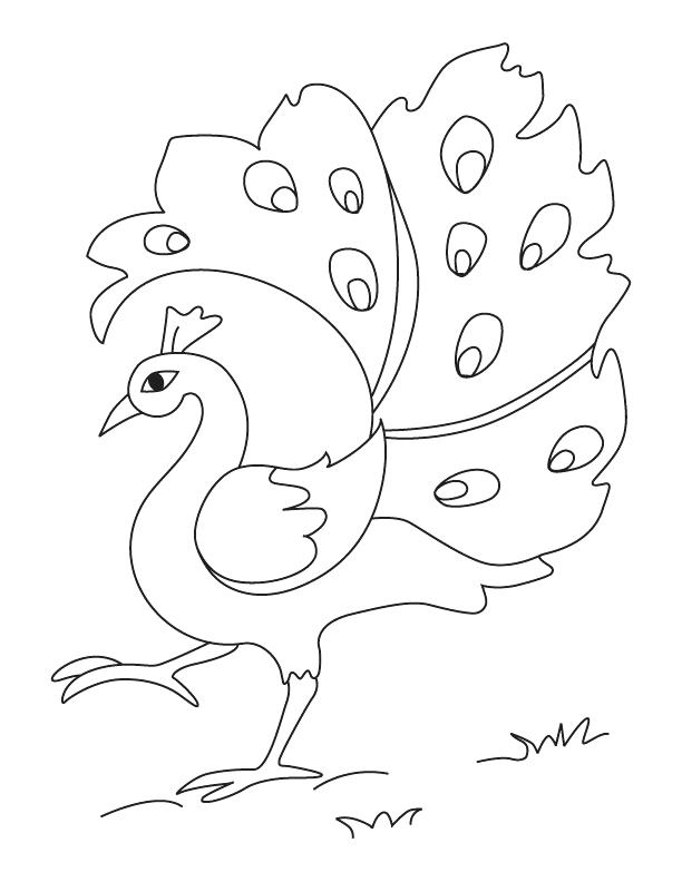 Peacock Coloring Pages Printable Peacock Coloring Pages For Kids 612x792 Peacock Coloring Pages Printable Peacock Coloring Pages For Kids