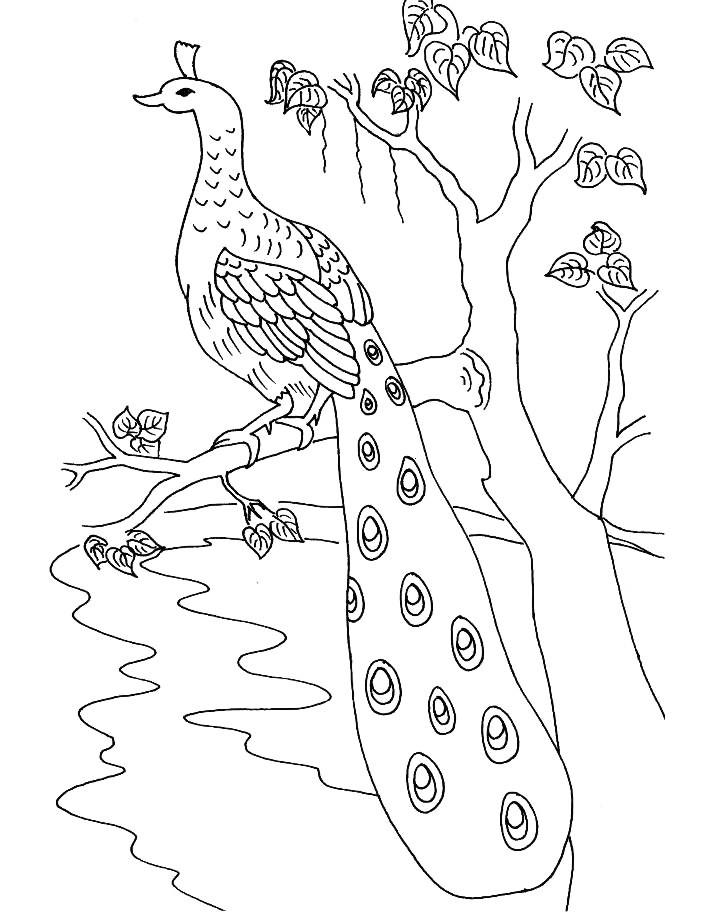Peacock Coloring Pages For Kids Free Printable Peacock Coloring 712x912 Peacock Coloring Pages For Kids Free Printable Peacock Coloring