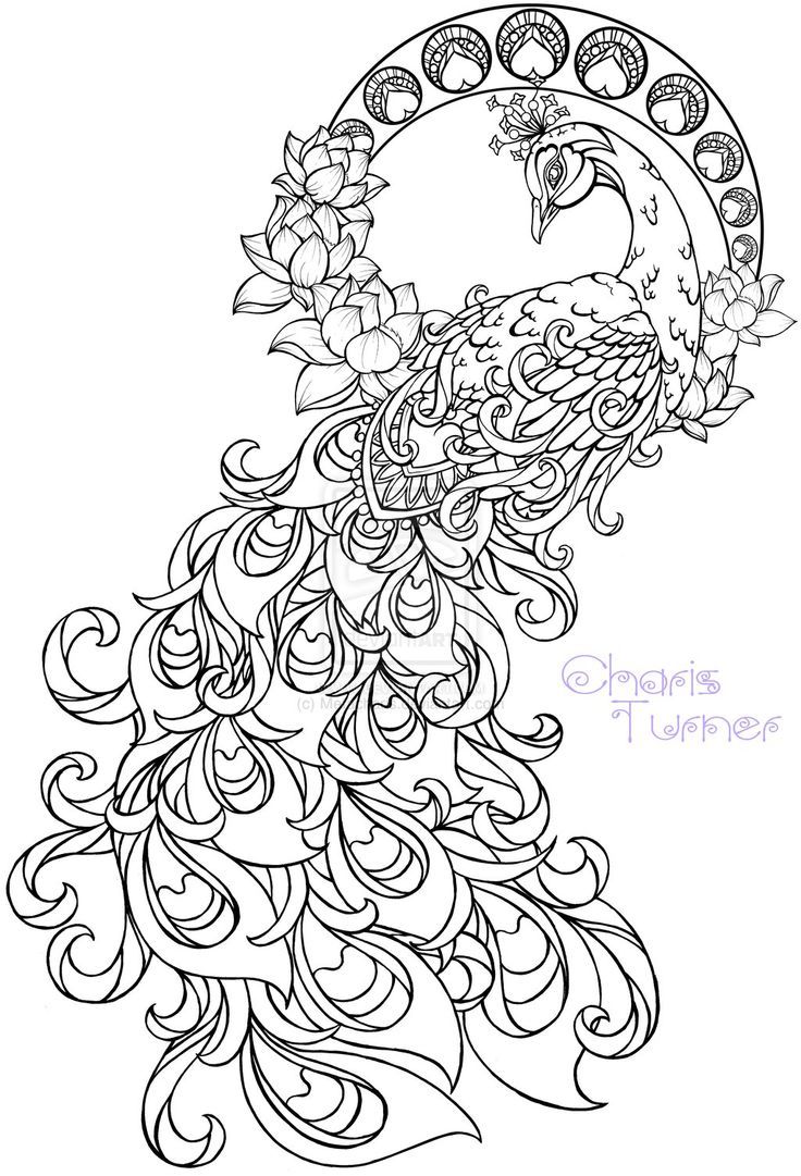 Realistic Peacock Coloring Pages Free Coloring Page Printable 736x1081 Realistic Peacock Coloring Pages Free Coloring Page Printable