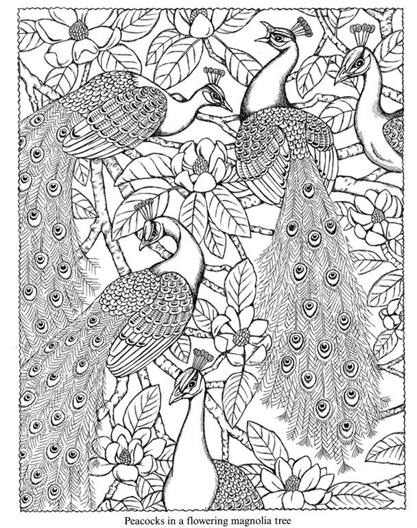 Adult Coloring Pages Peacock Nature Coloring Pages Coloring Pages 608x770 Adult Coloring Pages Peacock Nature Coloring Pages Coloring Pages