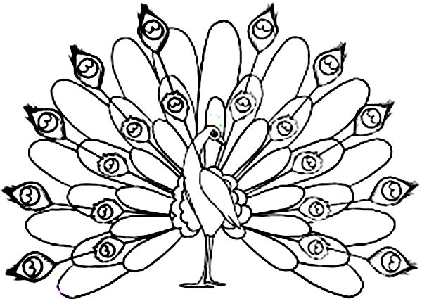 Bird Peacock Coloring Pages Free Printable Coloring Pages (2 600x425 Bird Peacock Coloring Pages Free Printable Coloring Pages (2