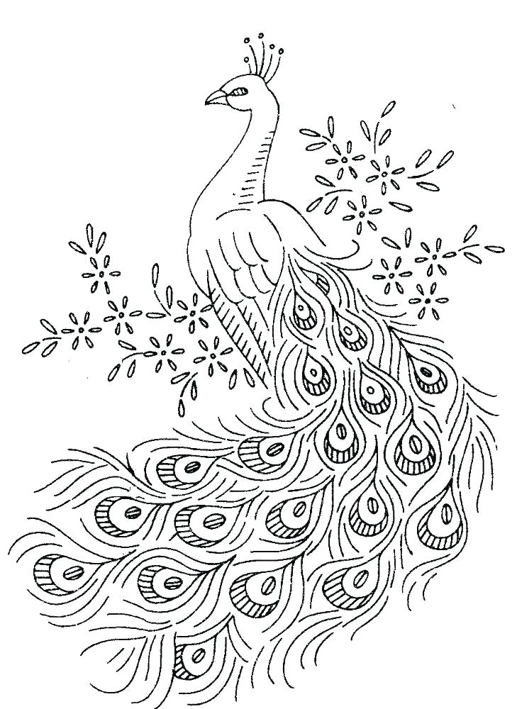 Peacock Coloring Page 729x1000 Peacock Coloring Page