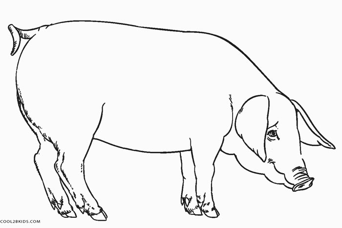 700x466 Free Printable Pig Coloring Pages For Kids Cool2bkids