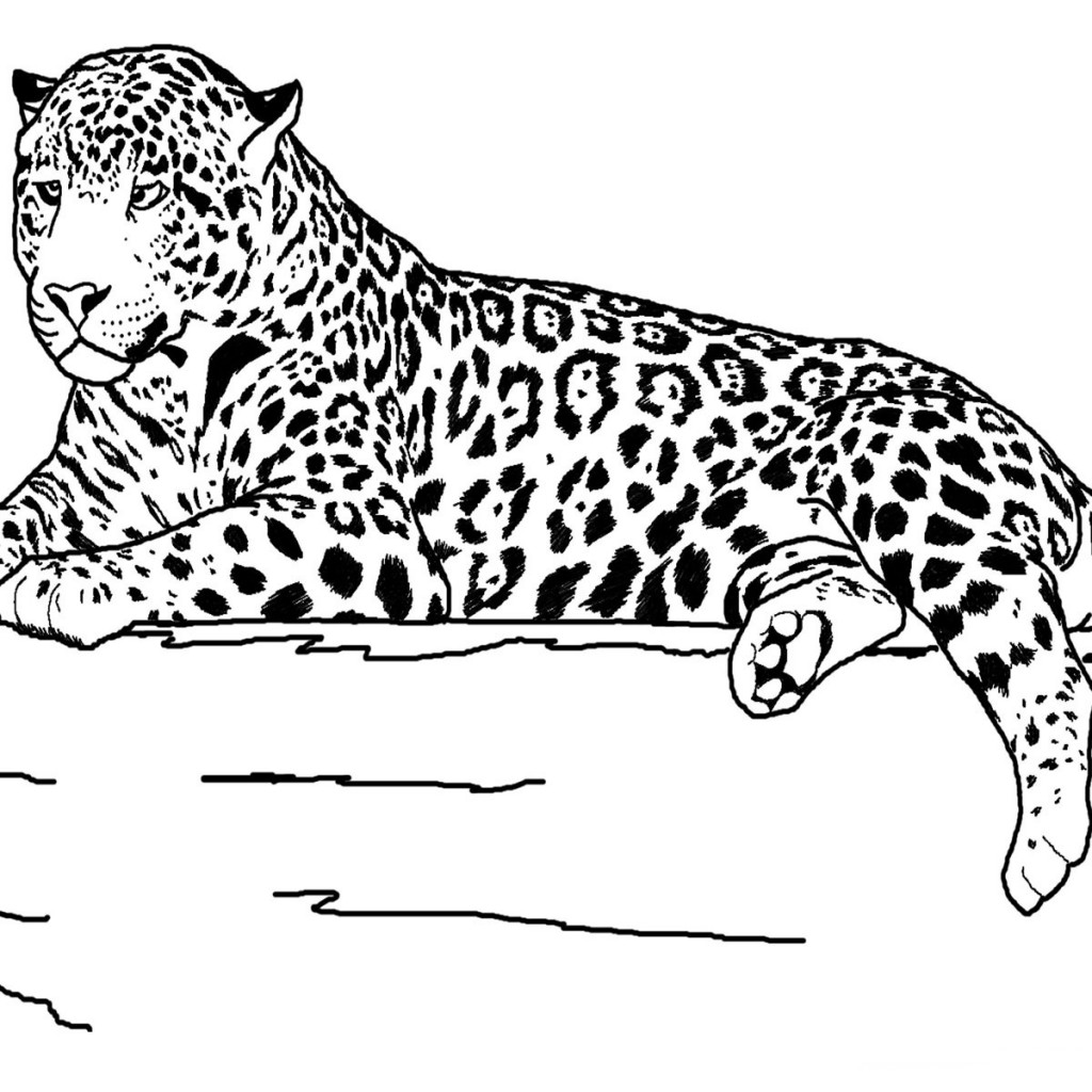 1024x1024 Coloring Pages Animals Printable Design Safari Animal Free