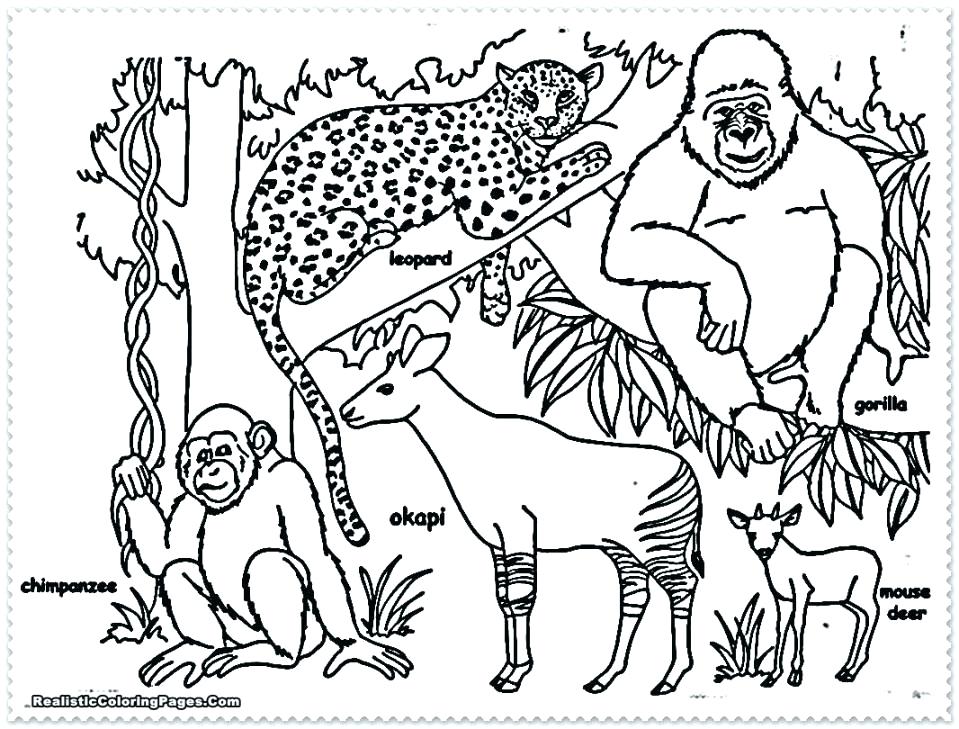 959x729 Jungle Animals Coloring Pages Cute Jungle Animal Coloring Pages