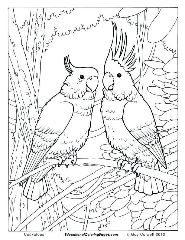 612x792 Realistic Animal Coloring Pages Cool Animal Coloring Pages Cool