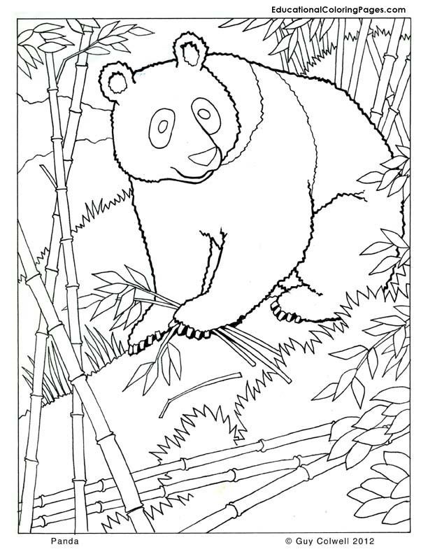 612x792 Panda Coloring, Zoo Animals Coloring, Cute, Free Printables