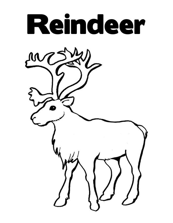 Free Printable Reindeer Pictures Free Printable Reindeer Coloring 685x886 Free Printable Reindeer Pictures Free Printable Reindeer Coloring