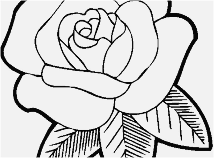 827x609 Rose Coloring Pages Design Free Easy Coloring Pages New Free