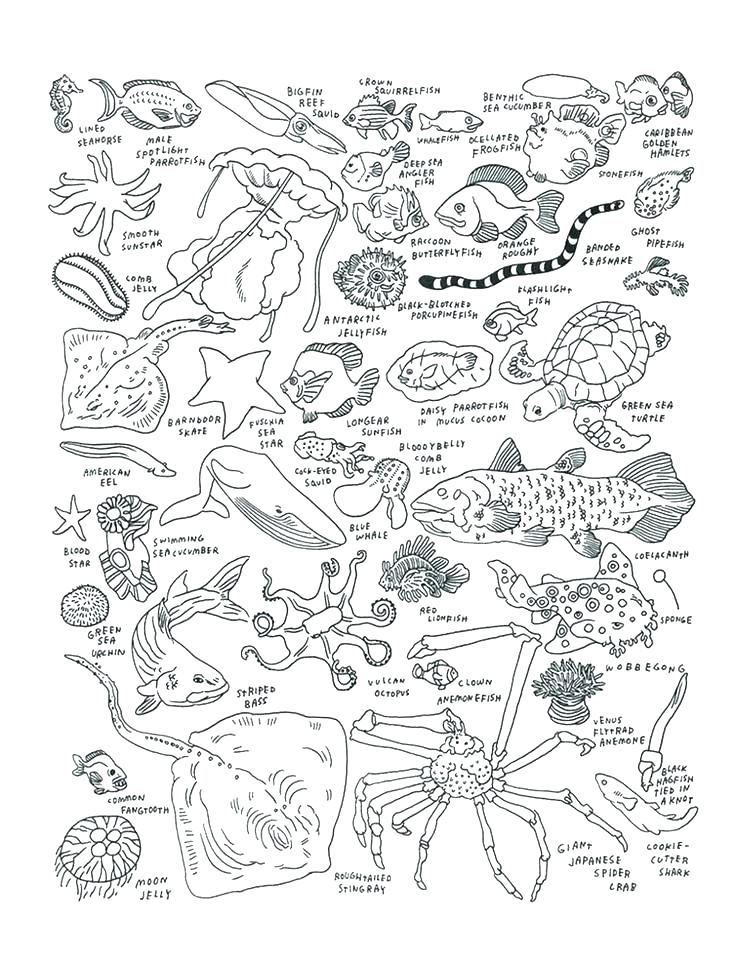 Sea Animal Coloring Pages Free Printable Ocean Coloring Pages Free 736x959 Sea Animal Coloring Pages Free Printable Ocean Coloring Pages Free