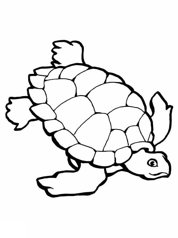 600x800 Coloring Pages Sea Turtle Printables 516478