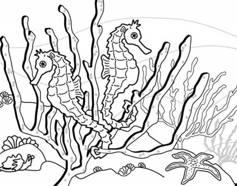Get This Printable Seahorse Coloring Pages Online 34394 ! 960x756 Get This Printable Seahorse Coloring Pages Online 34394 !