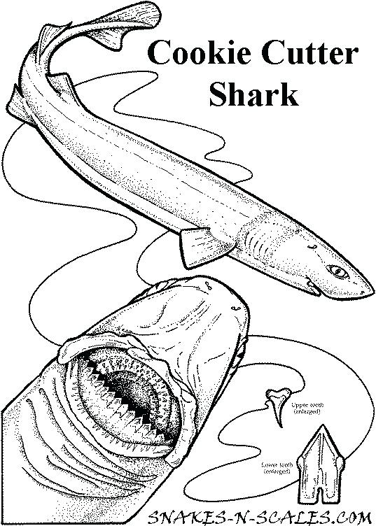 537x752 Free Printable Shark Tale Coloring Pages Cookie Cutter Shark