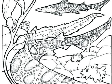 440x330 Coloring Sharks Printable Shark Coloring Pages Leopard Sharks