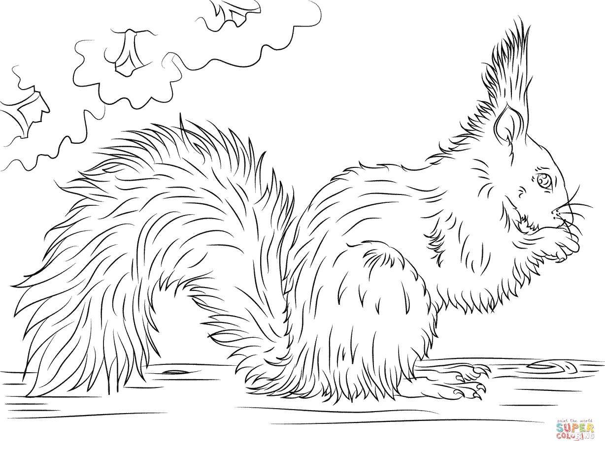 Refundable Squirrel Coloring Pages Squirrels F 1228x916 Refundable Squirrel Coloring Pages Squirrels F