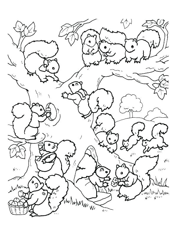 Coloring Pages Of Squirrels Drawing A Squirrel Coloring Page Free 600x800 Coloring Pages Of Squirrels Drawing A Squirrel Coloring Page Free