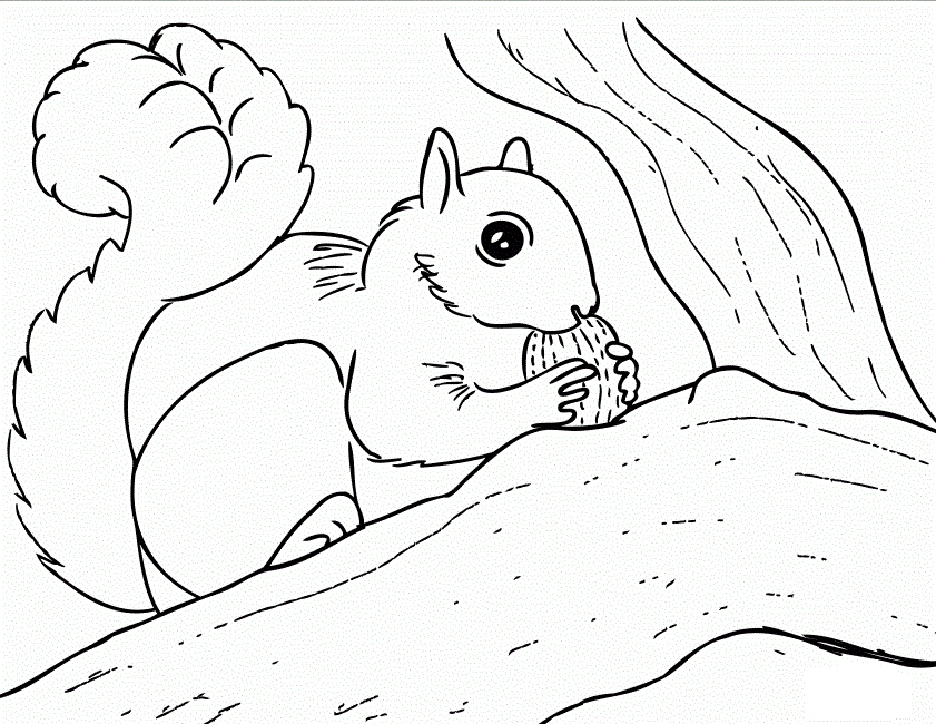 Squirrel Coloring Page Unique Free Printable Squirrel Coloring 841x650 Squirrel Coloring Page Unique Free Printable Squirrel Coloring