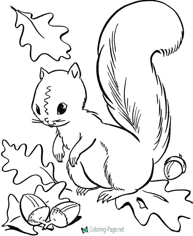 Picture Of A Squirrel To Color 670x820 Picture Of A Squirrel To Color