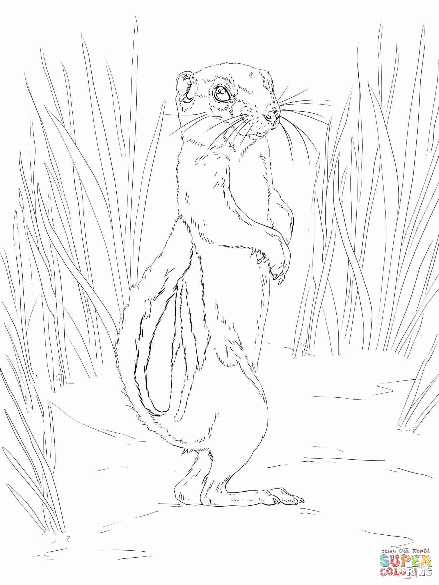 Eastern Gray Squirrel Coloring Page With Realistic Pages 1536x2048 Eastern Gray Squirrel Coloring Page With Realistic Pages