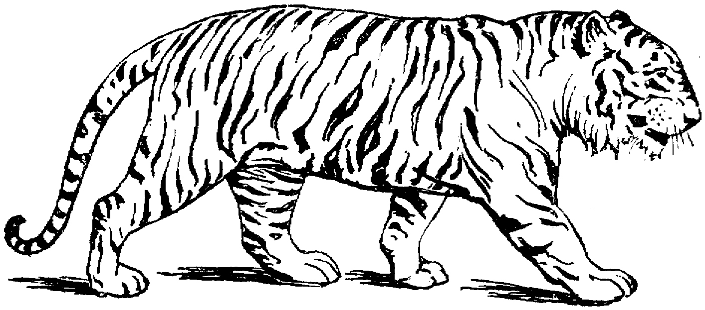 Tiger Coloring Pages New Free Printable Tiger Coloring Pages 1413x623 Tiger Coloring Pages New Free Printable Tiger Coloring Pages