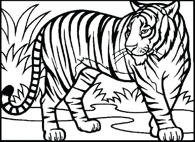 Tiger Coloring Pages To Print Tiger Pictures To Print Tiger 655x477 Tiger Coloring Pages To Print Tiger Pictures To Print Tiger