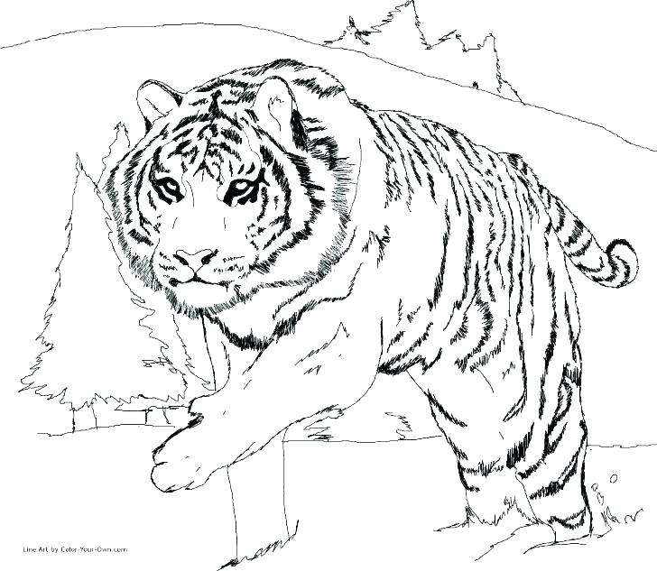 Tiger Pictures To Color White Tiger Coloring Pages Tiger Picture 728x633 Tiger Pictures To Color White Tiger Coloring Pages Tiger Picture