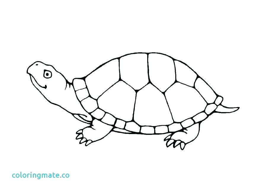 Printable Turtle Coloring Pages Turtle Coloring Pages Free 871x647 Printable Turtle Coloring Pages Turtle Coloring Pages Free