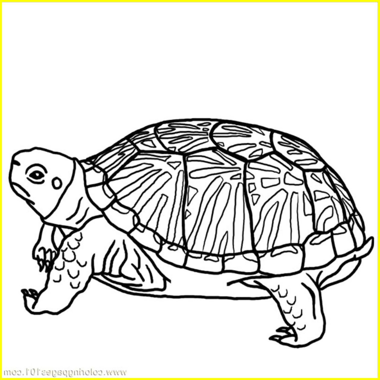 The Best Printable Turtle Coloring Pages For Kids Pict Cute Ideas 1263x1263 The Best Printable Turtle Coloring Pages For Kids Pict Cute Ideas