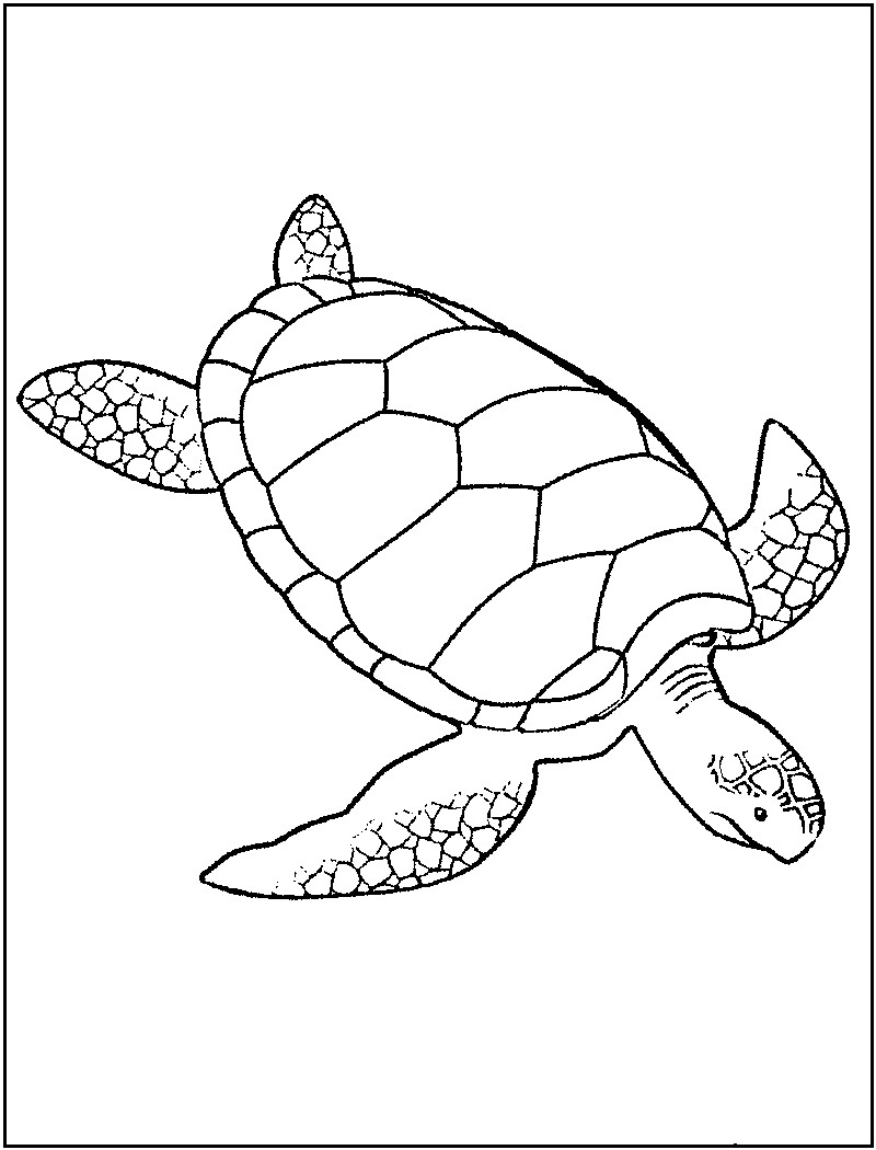 Coloring Pages Of Baby Sea Turtles New Free Printable Turtle 800x1050 Coloring Pages Of Baby Sea Turtles New Free Printable Turtle