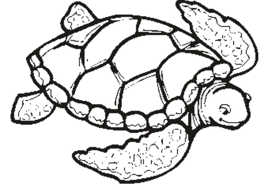 Sea Turtle Printable Coloring Pages Vanda 900x632 Sea Turtle Printable Coloring Pages Vanda