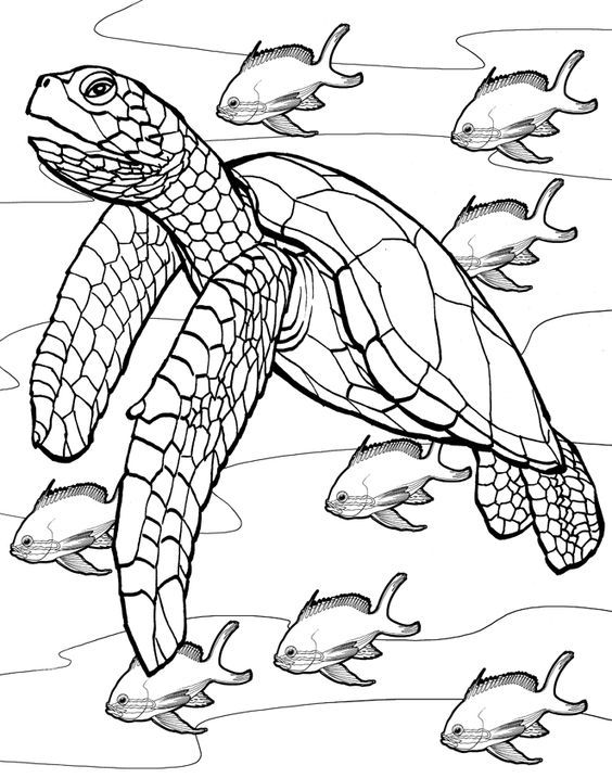 Free Printable Turtle Coloring Pages For Kids Turtle, Mosaics 564x717 Free Printable Turtle Coloring Pages For Kids Turtle, Mosaics