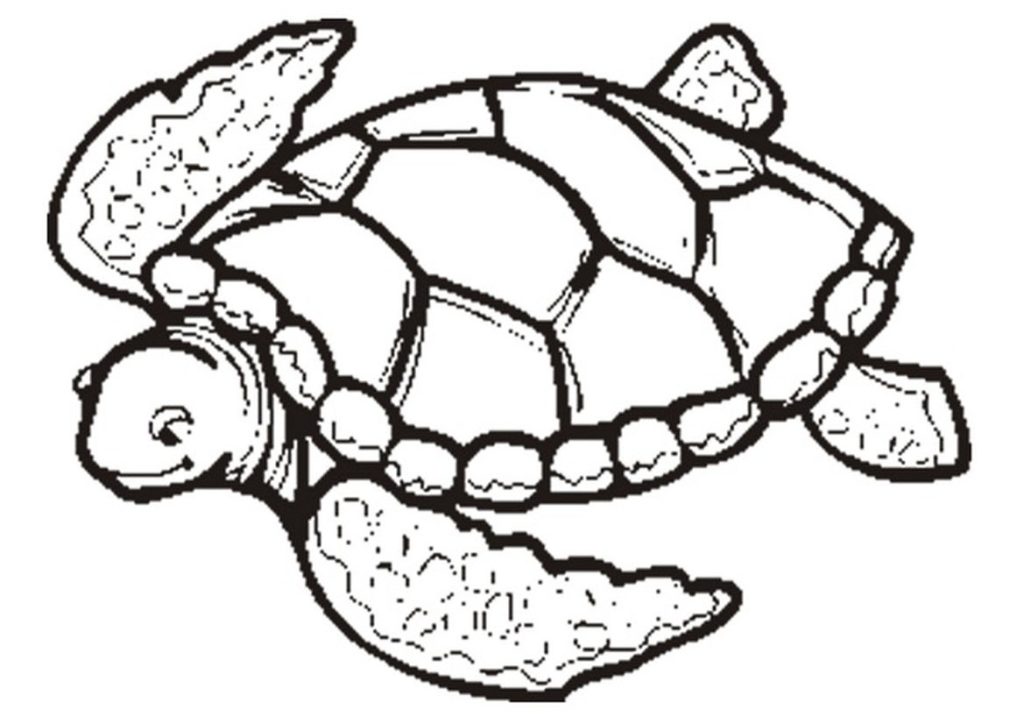 Free Printable Turtle Coloring Pages For Kids 1024x724 Free Printable Turtle Coloring Pages For Kids