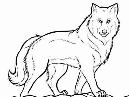 440x330 28 Wolf Coloring Pages Free, 100 [ Wolf Color Pages ] Coloring