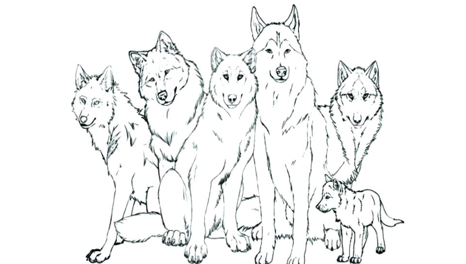 960x544 Red Wolf Coloring Page Free Printable Animals To Color Pages Stock