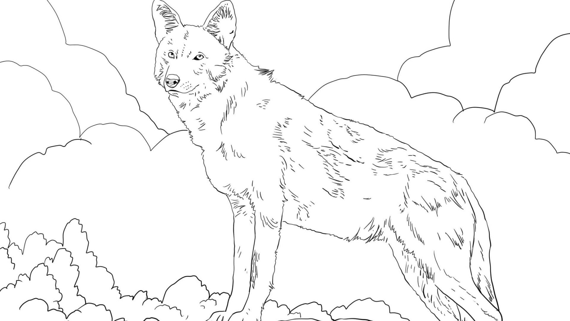 1920x1080 Red Wolf Coloring Pages New North American Red Wolf Coloring Page