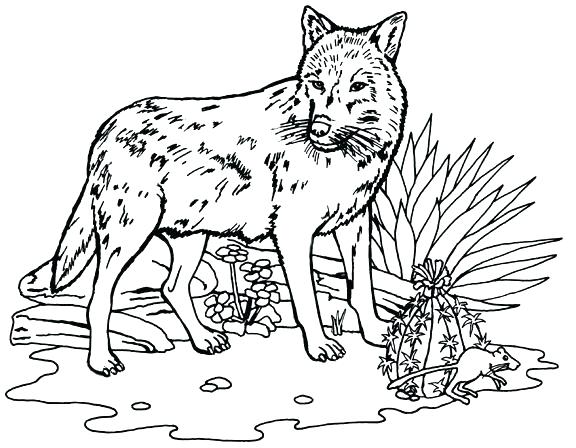 576x448 Free Wolf Coloring Pages