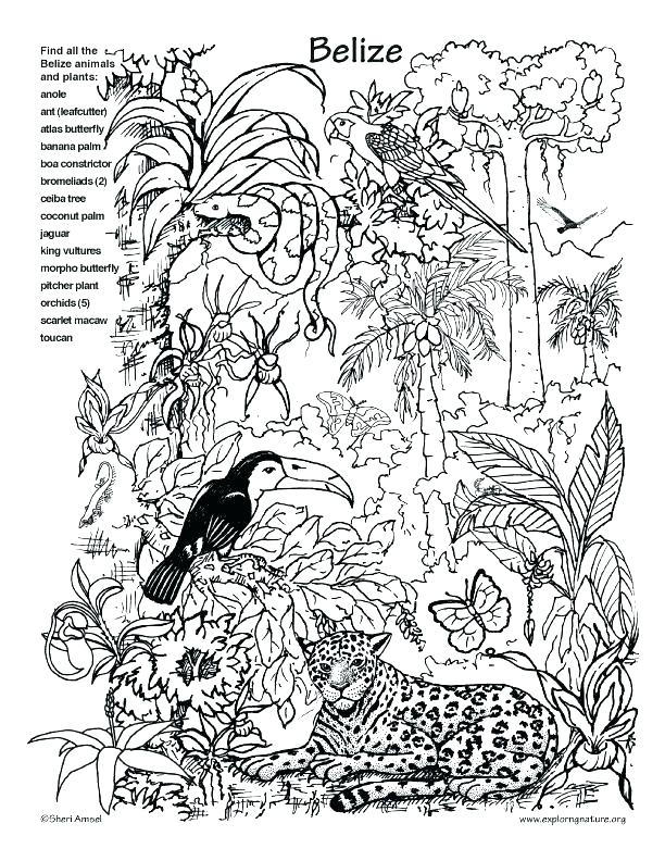 Plus Coloring Pages To Print Hidden Pictures Coloring Sheets Pages 612x792 Plus Coloring Pages To Print Hidden Pictures Coloring Sheets Pages