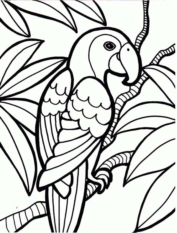 Rainforest Parrot Coloring Page 600x789 Rainforest Parrot Coloring Page